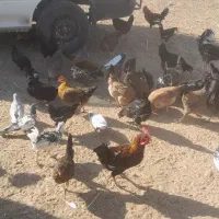 مرغ درجراحی|حیوانات مزرعه|چمران, |دیوار