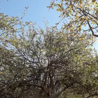 هرس انواع درخت