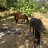 اسب|اسب و تجهیزات اسبسواری|بانه, |دیوار