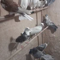 کبوتر پرشی|پرنده|قم, کیوانفر|دیوار