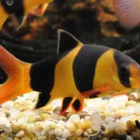 آکواریوم رومیزی/پمپ هوا/واترپمپ آبنما/خوراک ماهی|ماهی|شیراز, اصلاحنژاد|دیوار