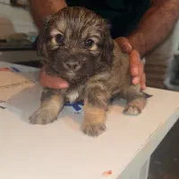 واگذاری|سگ|کرج, شهرک بنفشه|دیوار