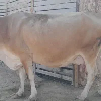 گاو شیری|حیوانات مزرعه|درگهان, |دیوار