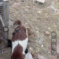 بز پاکستانی دوقلو زا با دوتا کهره 2ماهه