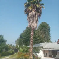 درخت پالم