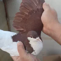 شصتی و چپ|پرنده|محمدیه-قزوین, |دیوار