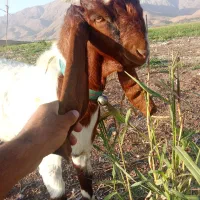 بز نر