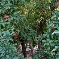 فروش باغ انار|خدمات باغبانی و درختکاری|کوهدشت, |دیوار