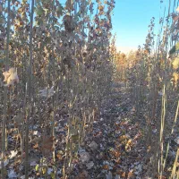 کبوده شیرازی|خدمات باغبانی و درختکاری|فلاورجان, |دیوار