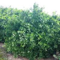 زمین-کشاورزی-600-متر-اسکمان-تهاتر-با-خودرو-و