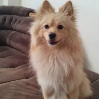 پامر روباهی یک ساله تربیت شده|سگ|شاهینشهر, مسکن مهر|دیوار