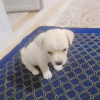 سگ خونگی پامر اشپیتز