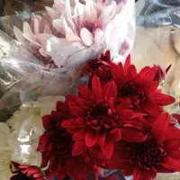 گل داوودی زیر قیمت بازار