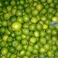 لیموی تازه  کیلوی  ۲۵۰