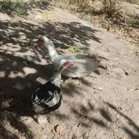 غاز و اردک اسراعیلی|حیوانات مزرعه|کوهسار (البرز), |دیوار