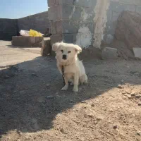 سگ ماده فروشی