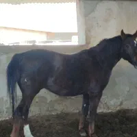 اسب ترکمن مادیان|اسب و تجهیزات اسبسواری|قزوین, |دیوار