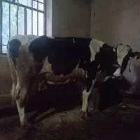 یک عدد گاو آبستن گوساله ماد درج یک مونت بیلیارد