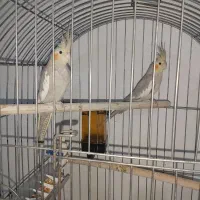 عروس هلندی|پرنده|رباط‌کریم, نصیرشهر|دیوار