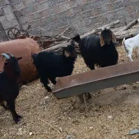 بز و بزغاله