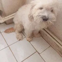 سگ پاکوتاه