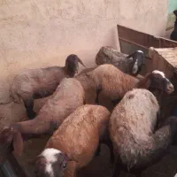 ۶دعدد میش مهربان افشار