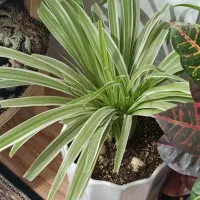 گل های آپارتمانی زیبا|گل و گیاه طبیعی|پاکدشت, پاکدشت (مامازند)|دیوار