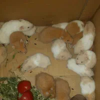 همستر|موش و خرگوش|سیرجان, |دیوار