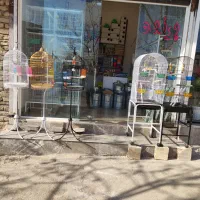 کفتر عروس هلندی کوتوله فنچ مرغ عشق گرنچیک طوطی قفس