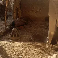 طاووس نر بسیار زیبا|پرنده|مشهد, ارشاد|دیوار
