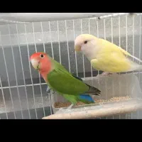 جفت کتوله دستی