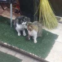 هدیه نقدی ویپاد