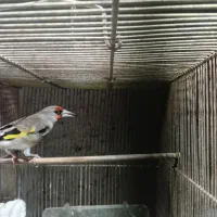 سهره  کرمانی جوجه قفس