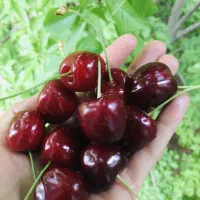 نهال گیلاس تکدانه