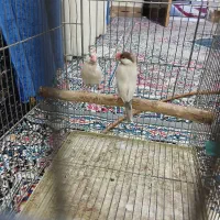 پرنده . فنج شگلاتی