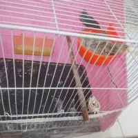 قناری نرو ماده