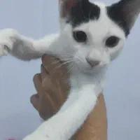 گربه ی کوچولو|گربه|بندرعباس, |دیوار