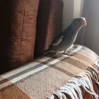 سلام یک عددعروس هلندی نربه فروش میرسد