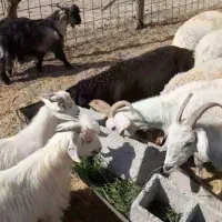 کهره نربره بززاییده شیری معاوضه پژومزدادرارزوئیه