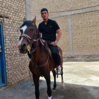 اسب