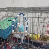 مرغ عشق|پرنده|کنگاور, |دیوار