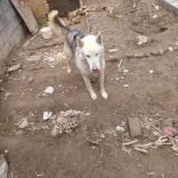 نام ریکس نزدیک یازده ماه سن اموزش تقریبن تازه کاره