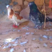 کبوتر اسباب بازی پلاستیکی
