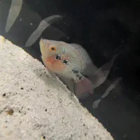 فلاور و گورخری|ماهی|بندرعباس, |دیوار