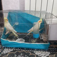 عروس هلندی لوتینو