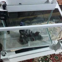 اکواریم|ماهی|ارومیه, |دیوار