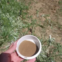 مشکلات تغذیه درختان