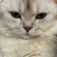 گربه نر جهت جفت گیری