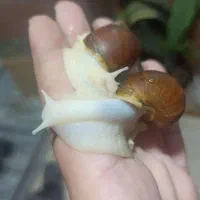 فروش بسته 20 تایی حلزون آچاتینا بی دردسر و کم خرج