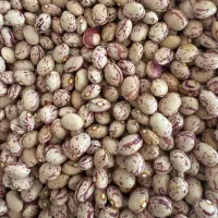 لوبیا چیتی
